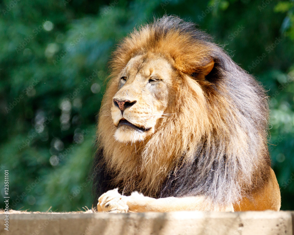 Obraz premium Male lion, king of the jungle, resting