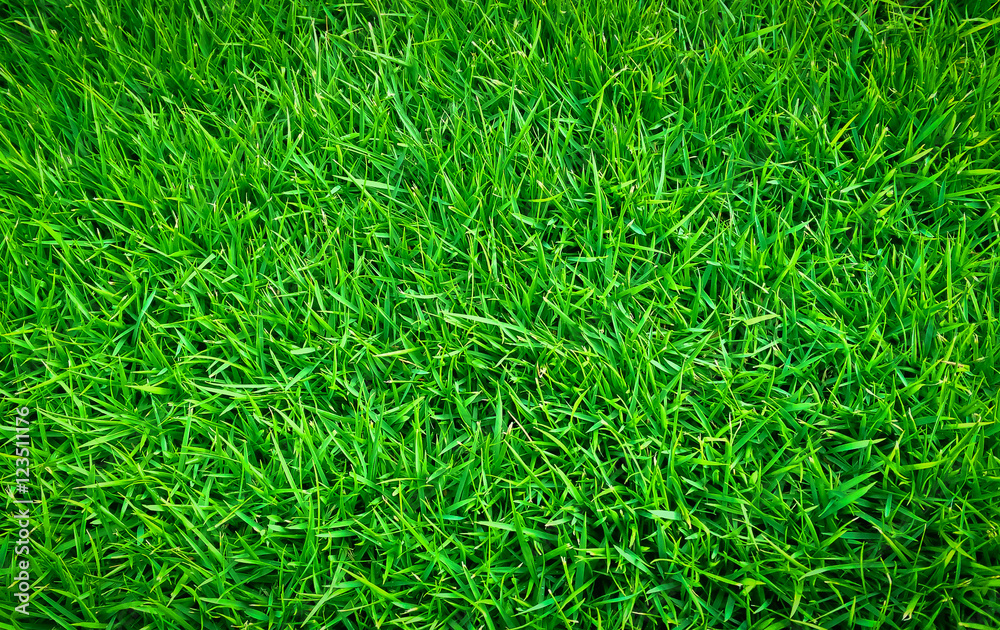 Green Lawn Green Lawn