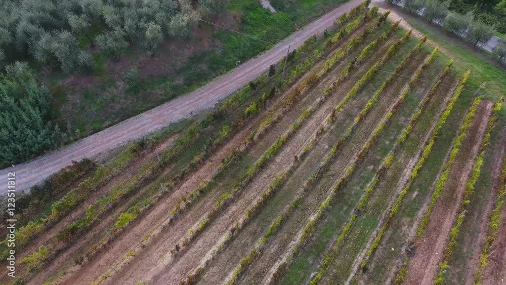 Aerial shot, gorgeous flyover on the italian vineyards with soft evening light