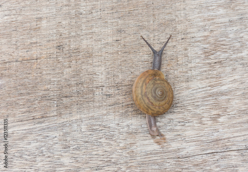 The snail was walking on the wooden floor.