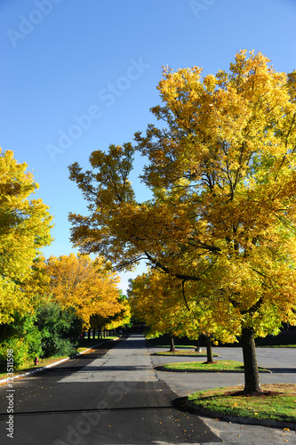 autumn foliage trees in a row and fallen yellow leaves at the street side
