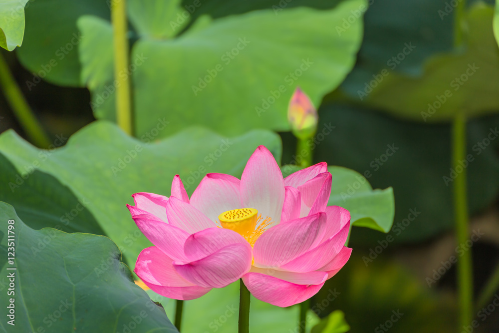 The Lotus Flower.Background is the lotus leaf and lotus bud. The Lotus Flower.Background is the lotus leaf and lotus bud.