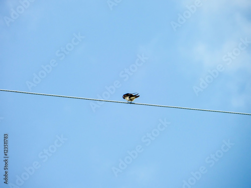 Little bird stand on power elecrtic line © darkfoxelixir