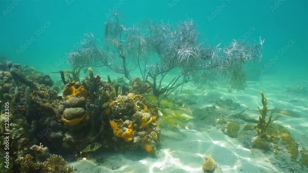 School of tropical reef fish underwater with soft and stony corals on seabed of the Caribbean sea
School of tropical reef fish underwater with soft and stony corals on seabed of the Caribbean sea