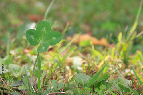 4-leaf clover