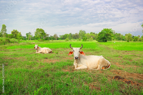 Cow in the green rice field