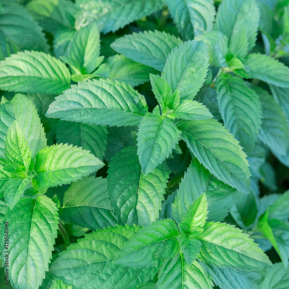 mint leaves background