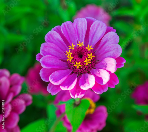 Flower purple Tsiniya