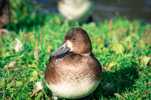 Greater Scaup Duck photo