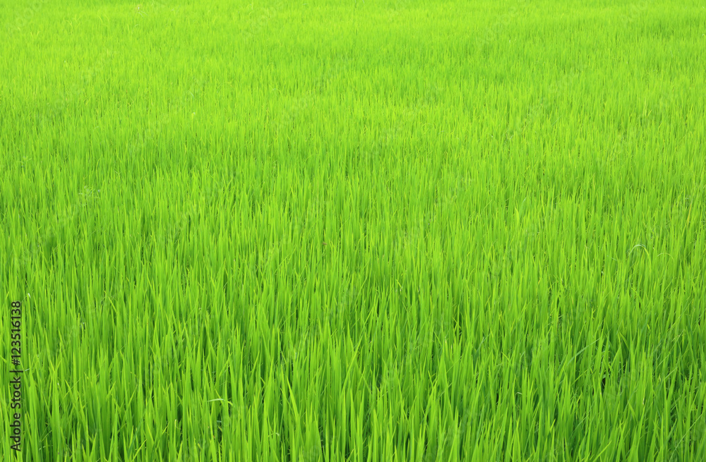 Green rice field.