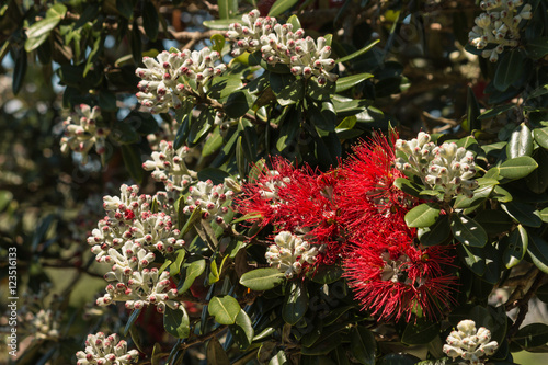 closeup of Pohutukawa tree flowers and buds