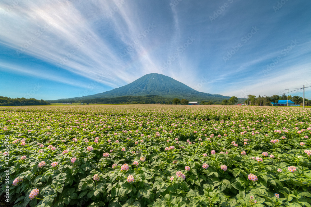 Mount Yotei and potato field