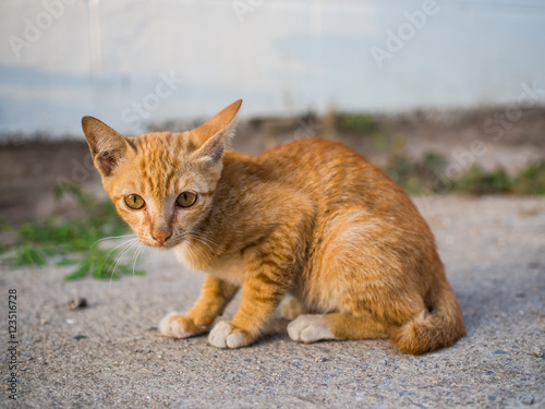 stray Cat © kapongza