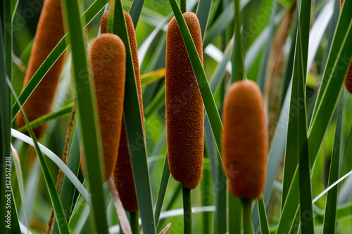 cattails photo