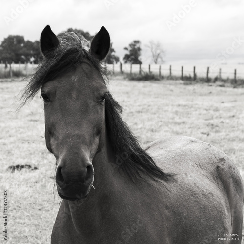 Tête de Cheval