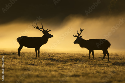 Two red deer © kanuaq