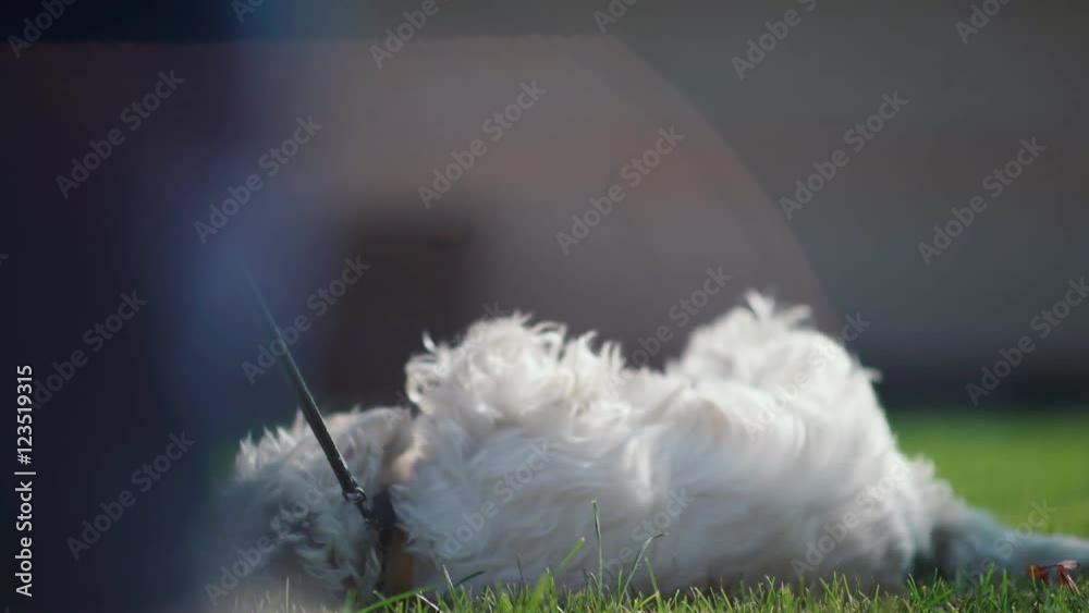 West highland white terrier. Cute and furry dog on a leash. White dog walking on the green lawn. The dog sniffs the grass. Dog somersaults in the grass. Dog happiness. walking the dog. Dog Lovers. West highland white terrier. Cute and furry dog on a leash. White dog walking on the green lawn. The dog sniffs the grass. Dog somersaults in the grass. Dog happiness. walking the dog. Dog Lovers.