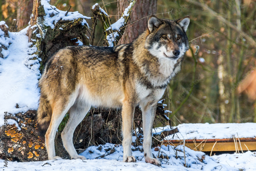 Naklejka premium grauer wolf