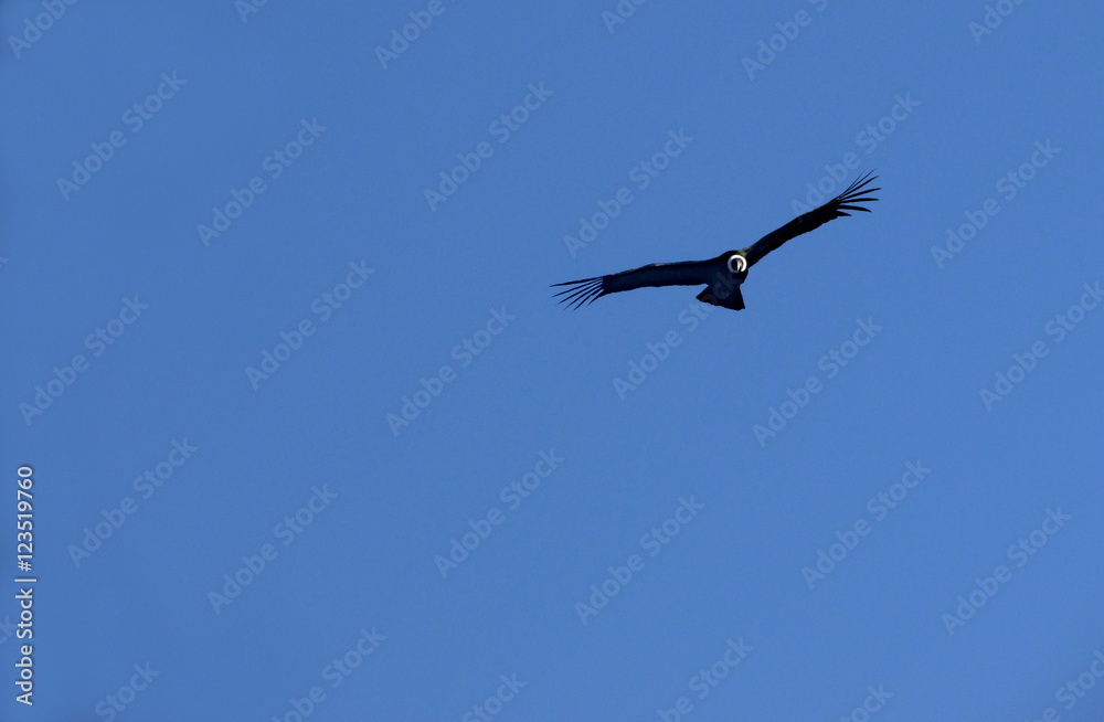 Fototapeta premium condor flying