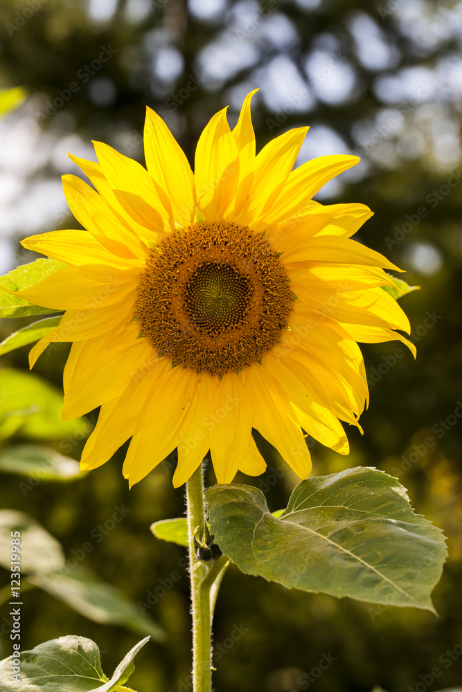 Fototapeta premium beautiful big yellow sunflower in full sun