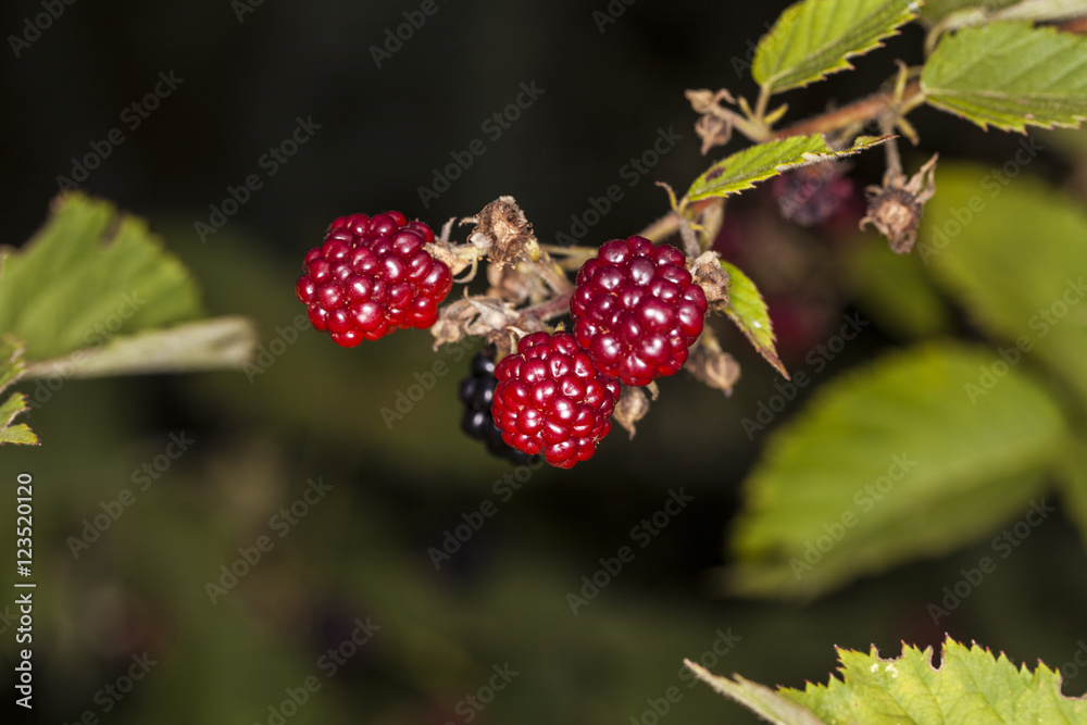 red blackberries growing in nature red blackberries growing in nature