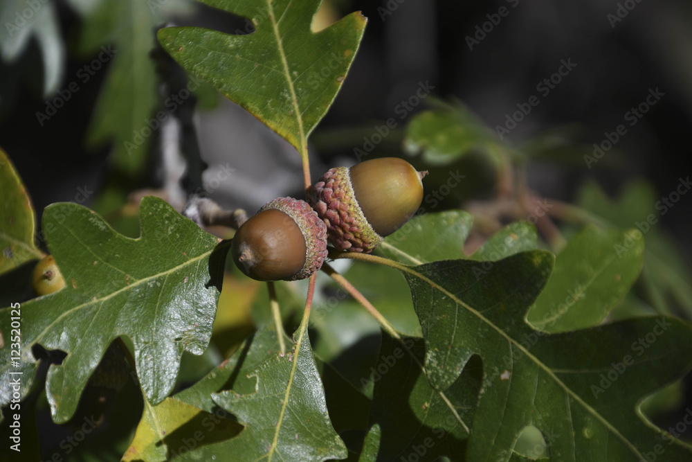 Obraz premium Acorns in Flagstaff