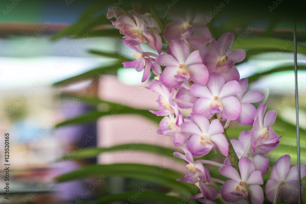 Fototapeta premium Beautiful orchid with some blurred focusing.