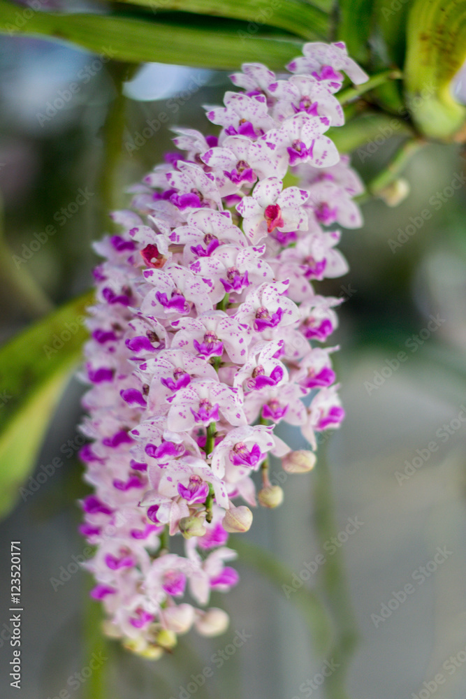 Obraz premium Beautiful orchid with some blurred focusing. 