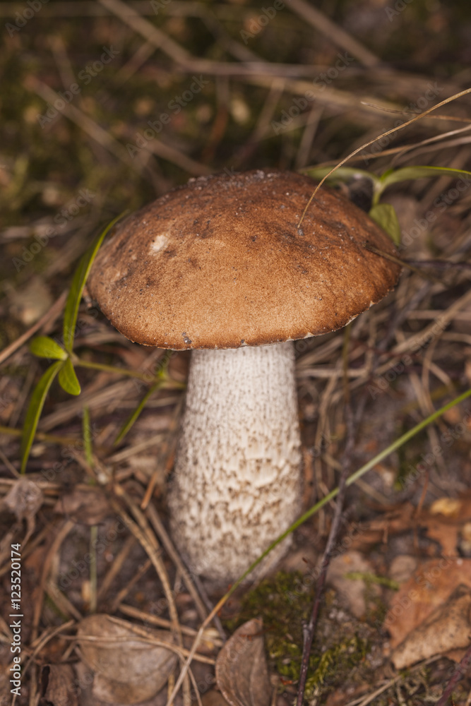 boletus mushroom growing in the forest boletus mushroom growing in the forest