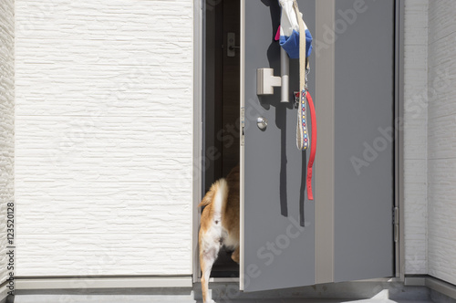 Fototapeta Naklejka Na Ścianę i Meble -  犬の散歩帰り