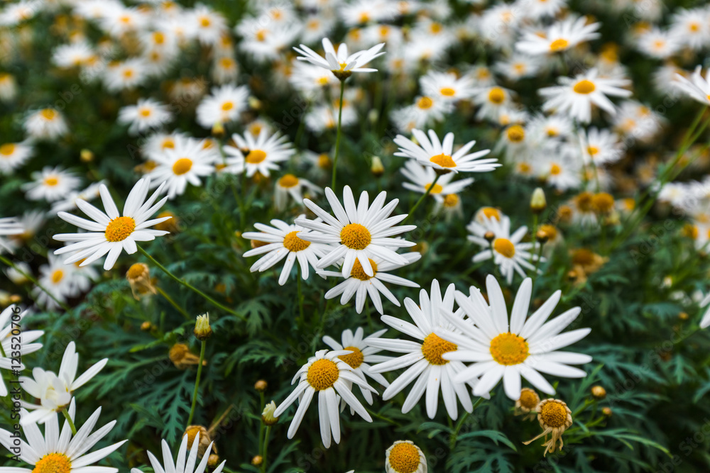 Chamomile flowers - floral background
