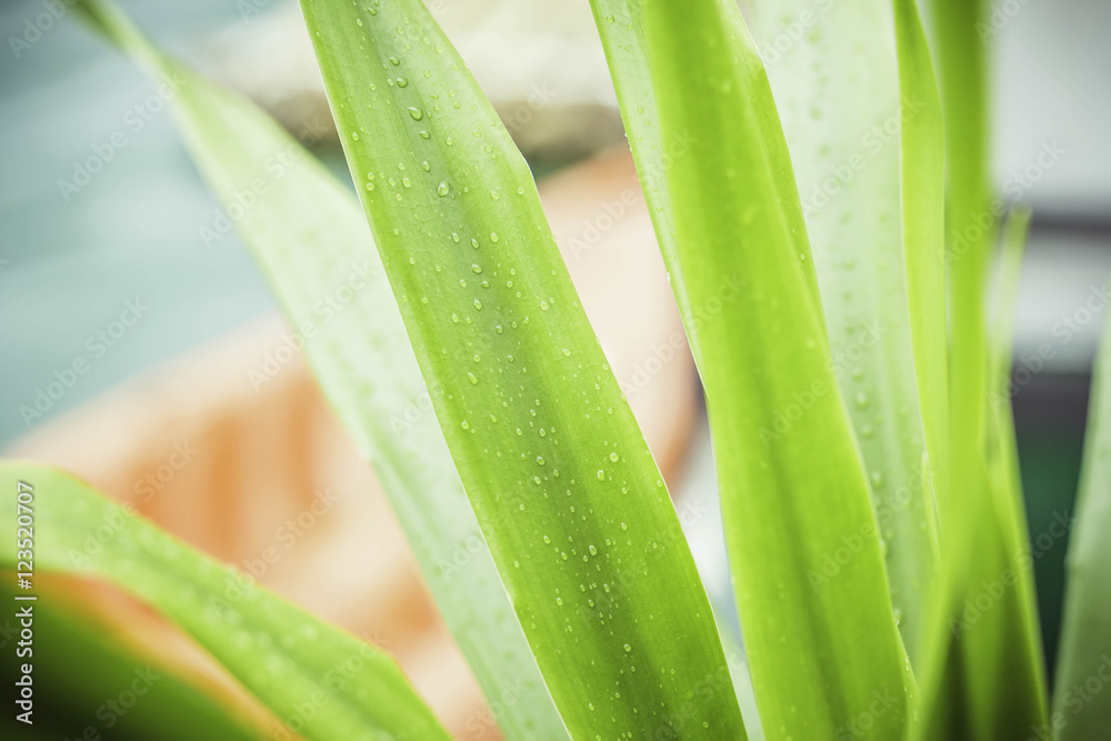 Obraz premium Świeże krople rosy na liściu.