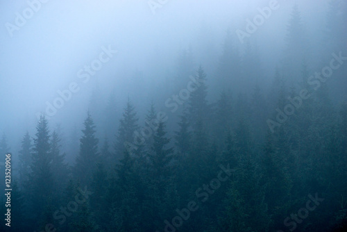 Fir trees in the fog