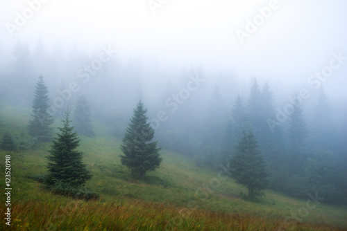 dense fog in the mountains, Spruce in the mist
