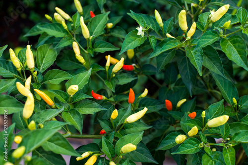 Tabasco hot pepper
