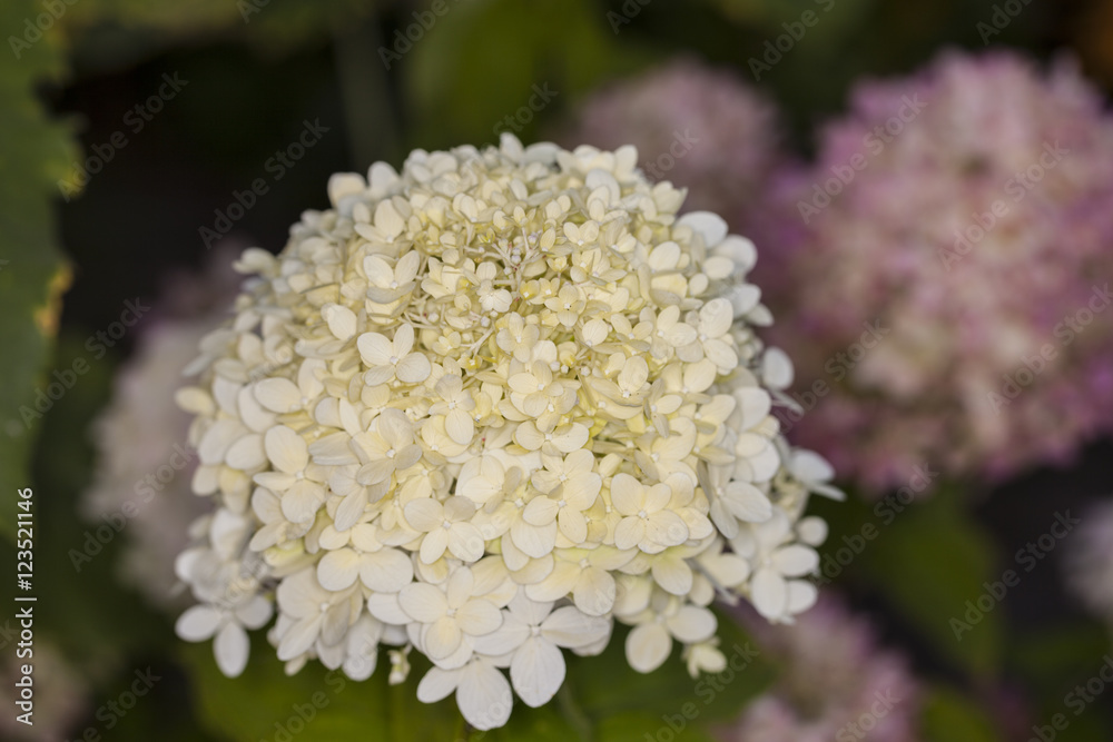 beautiful hydrangea arborescens beautiful hydrangea arborescens