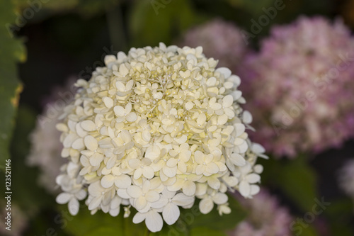фотографія beautiful hydrangea arborescens