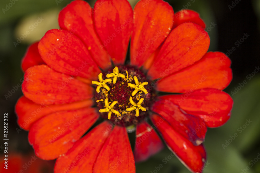 red zinnia elegans, cloe up red zinnia elegans, cloe up
