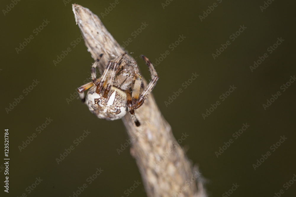 Naklejka premium small spider sitting on the end of a stick