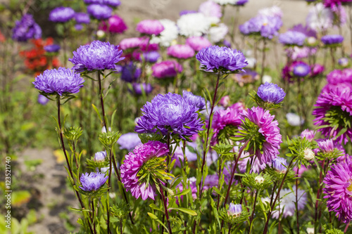 Fototapeta Naklejka Na Ścianę i Meble -  asters flower garden, multicolored