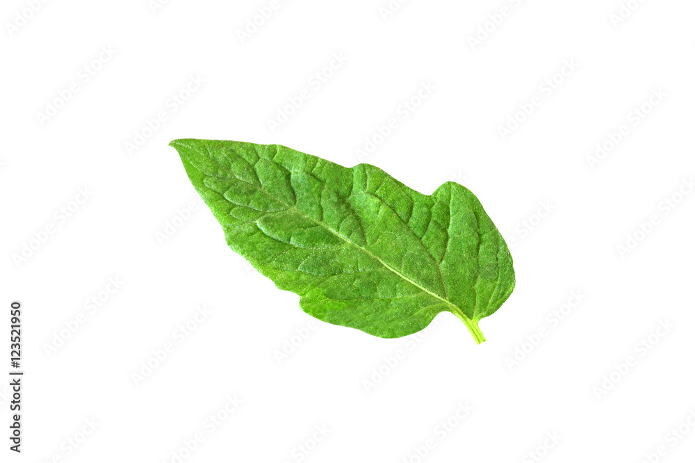 Fototapeta premium leaf of tomato isolated on white background with clipping path