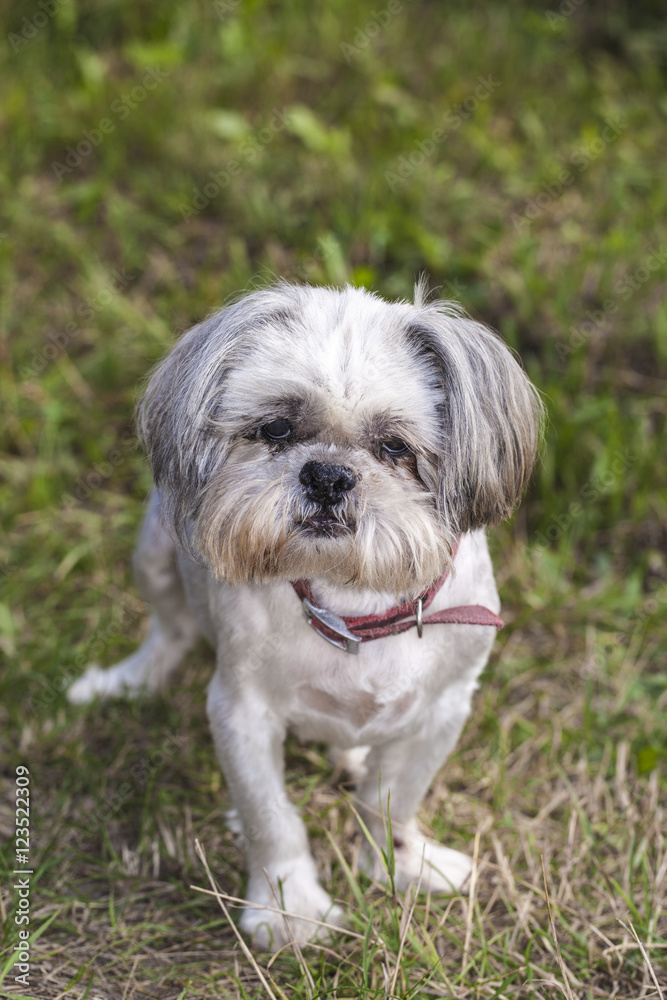 Portrait of Very old Shih Tzu dog, on the grass Portrait of Very old Shih Tzu dog, on the grass
