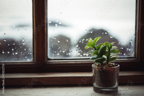 Small plant next to the window