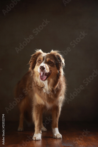 Australian Shepherd im Studio