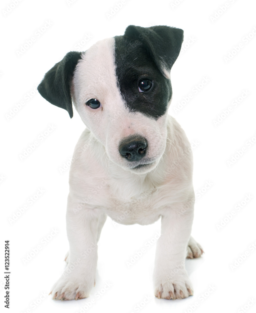 puppy jack russel terrier