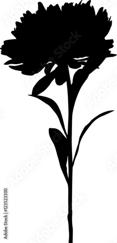large aster silhouette isolated on white