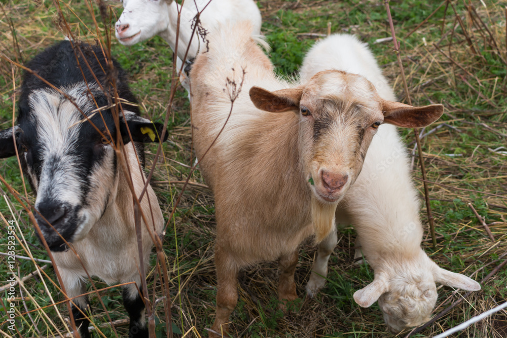 a flock of goats graze grass