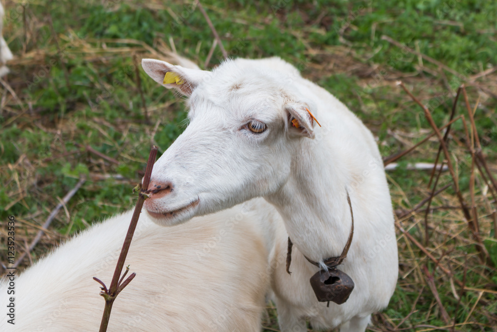 Obraz premium white goat grazing grass
