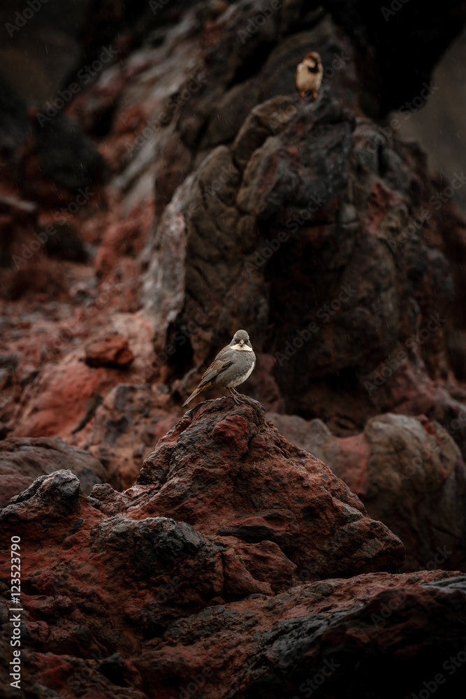 Birds in the rock