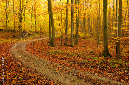 Winding Dirt Road through Forest of Beech Trees in Autumn  Leaves Changing Colour